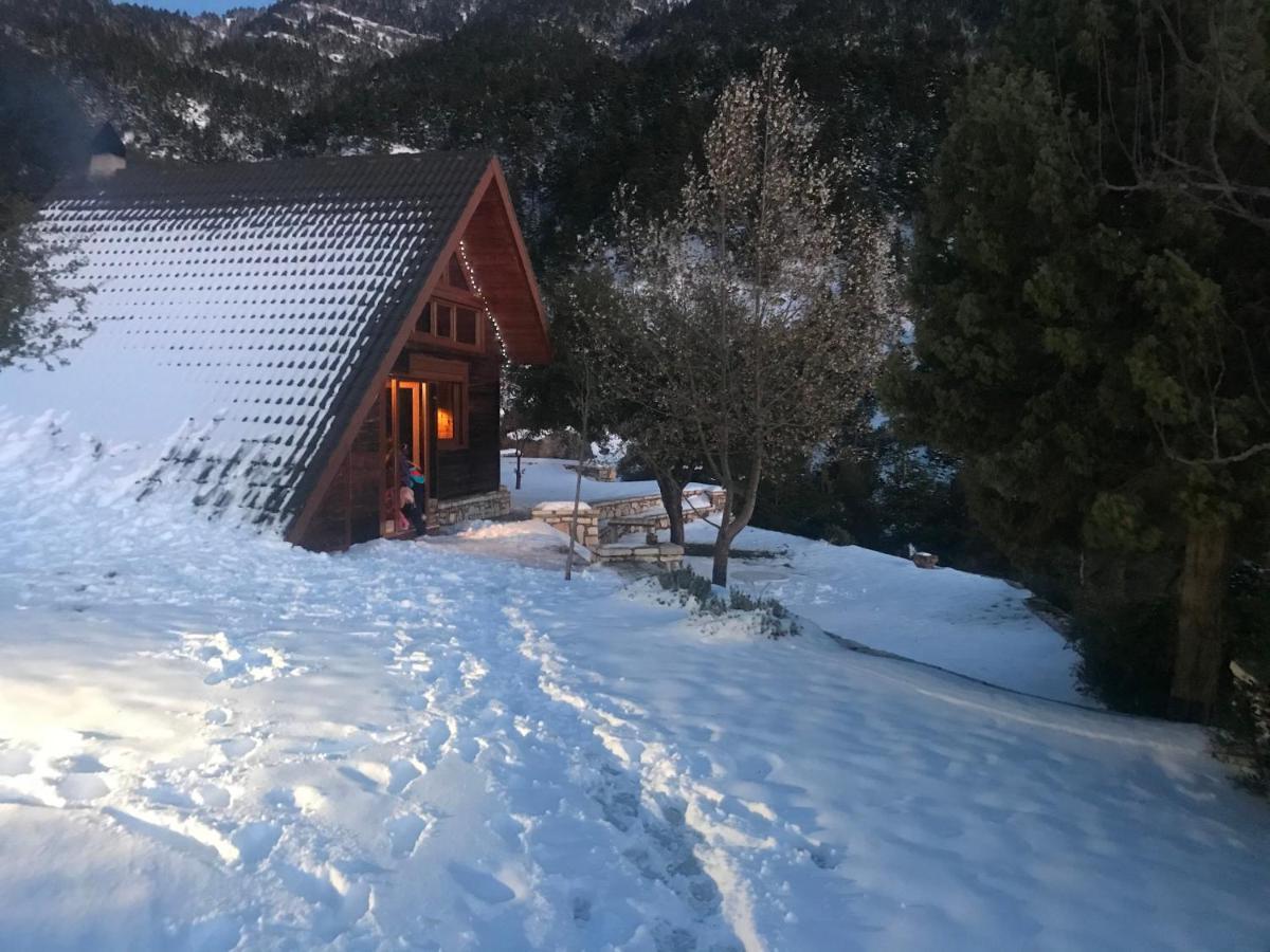 In The Forest Lodge