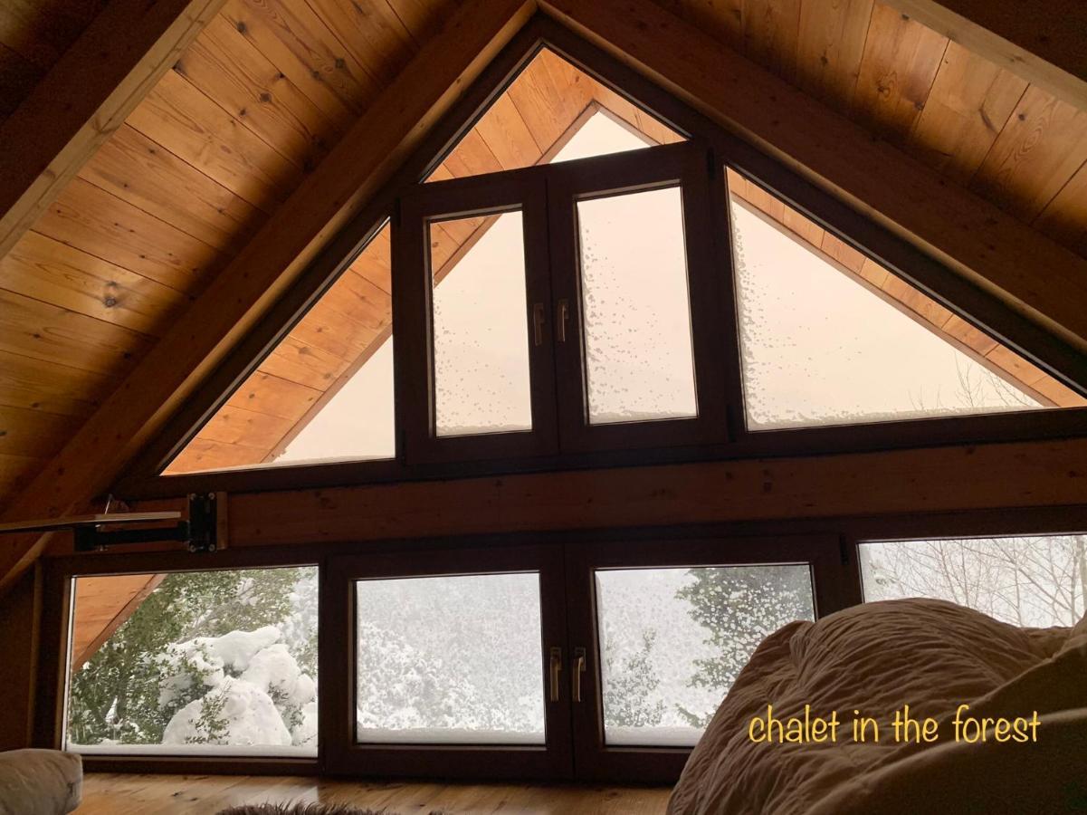 In The Forest Lodge *