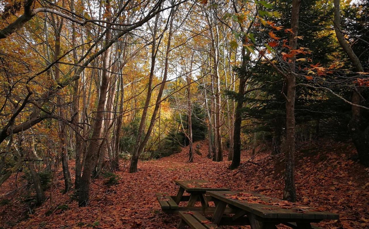 In The Forest * Kalavryta